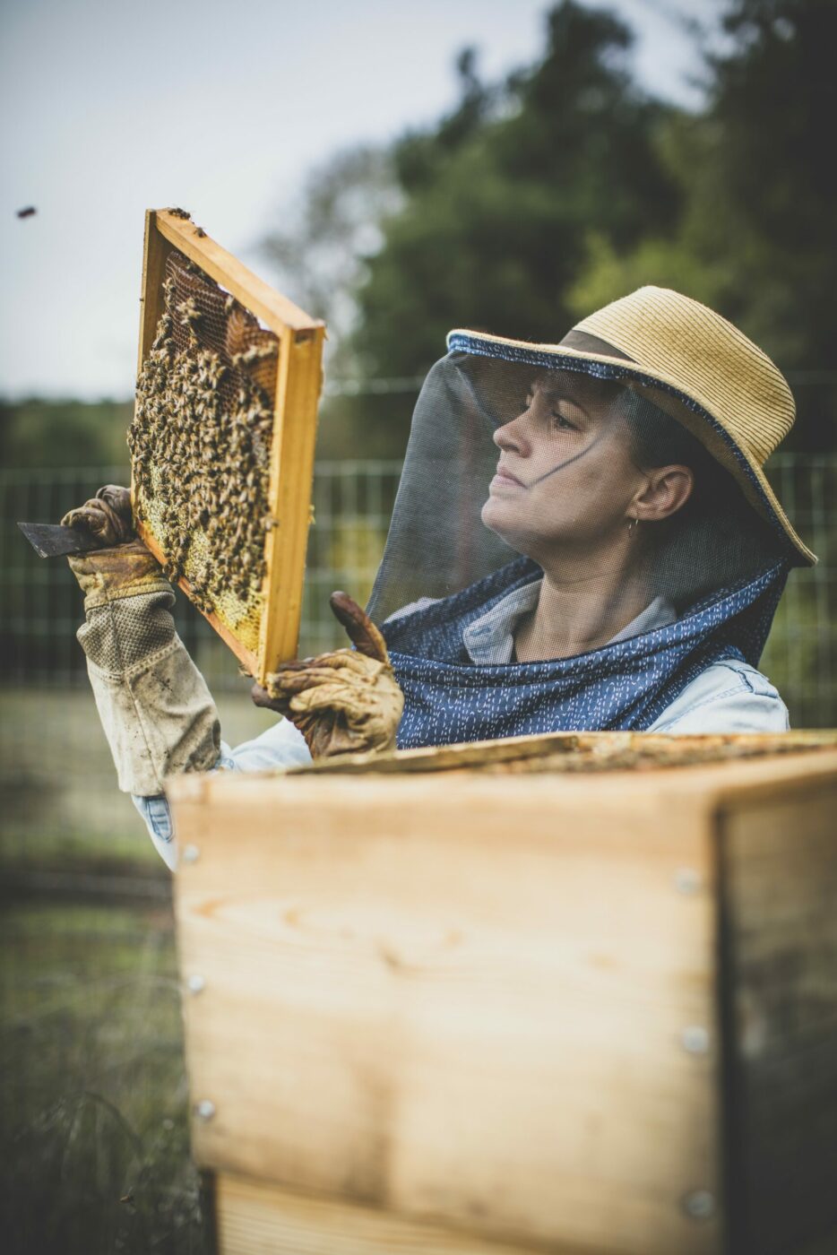 Sonoma beekeeper Candice Koseba checks on bee hives