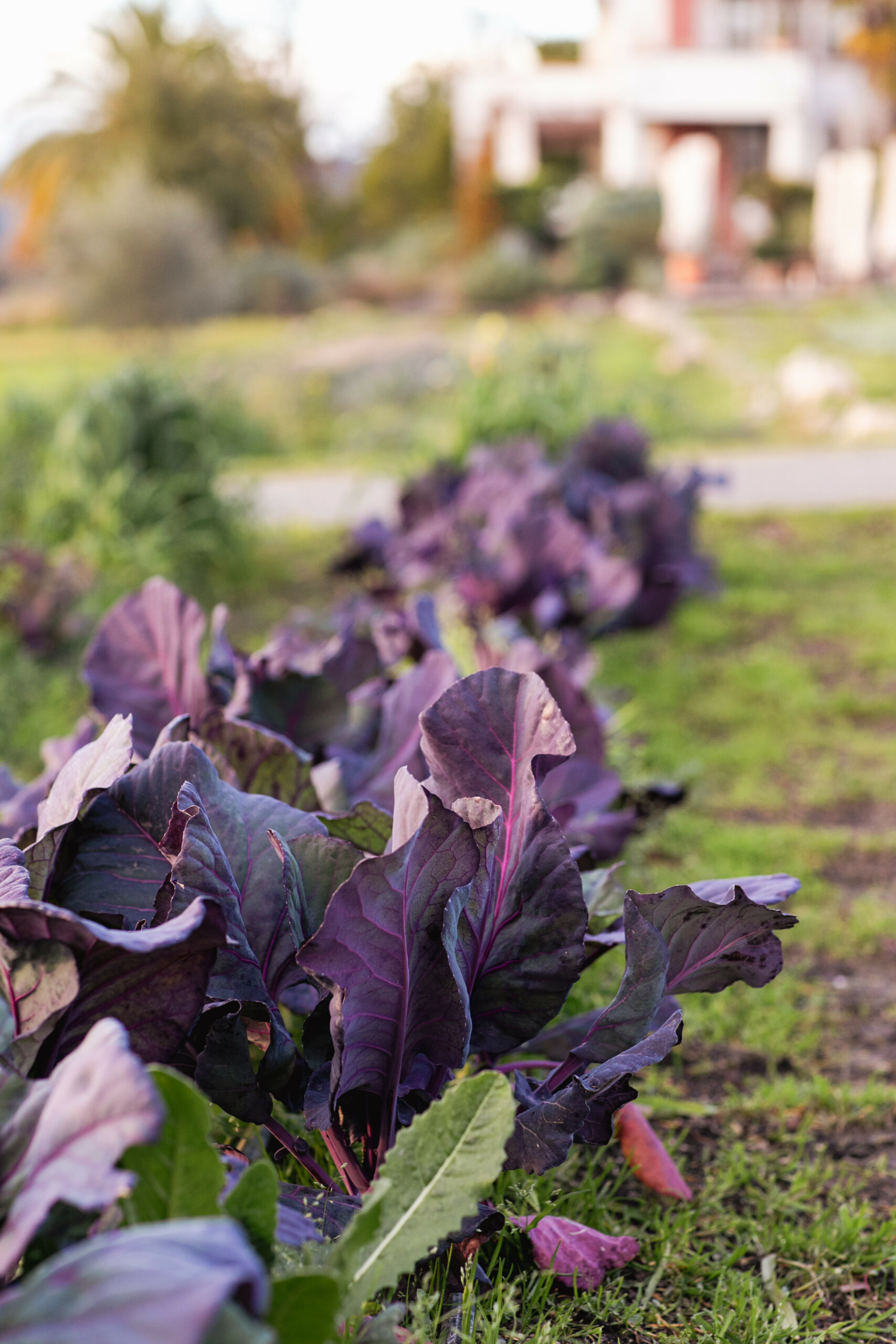 Scribe winery garden