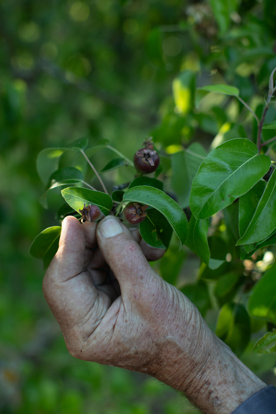 rare fruit at Sonoma County farm