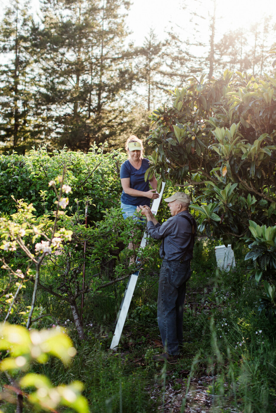 Expert growers Phil Pieri, right, and his daughter Maile Pieri in the family’s hillside orchard in Petaluma. (Eileen Roche / Sonoma Magazine)