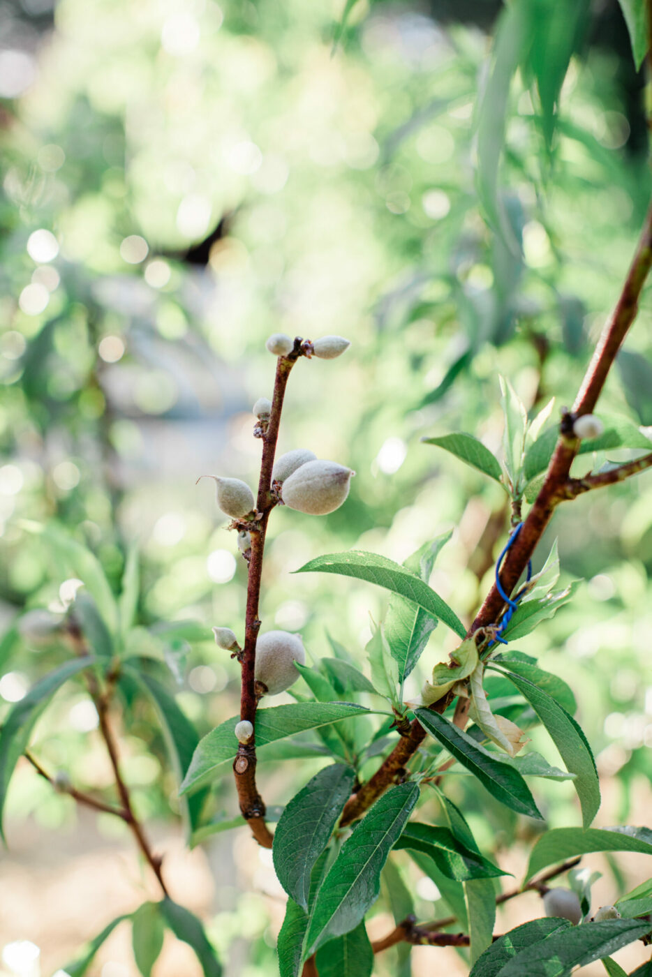 David Ulmer rare fruit orchard in Sebastopol 