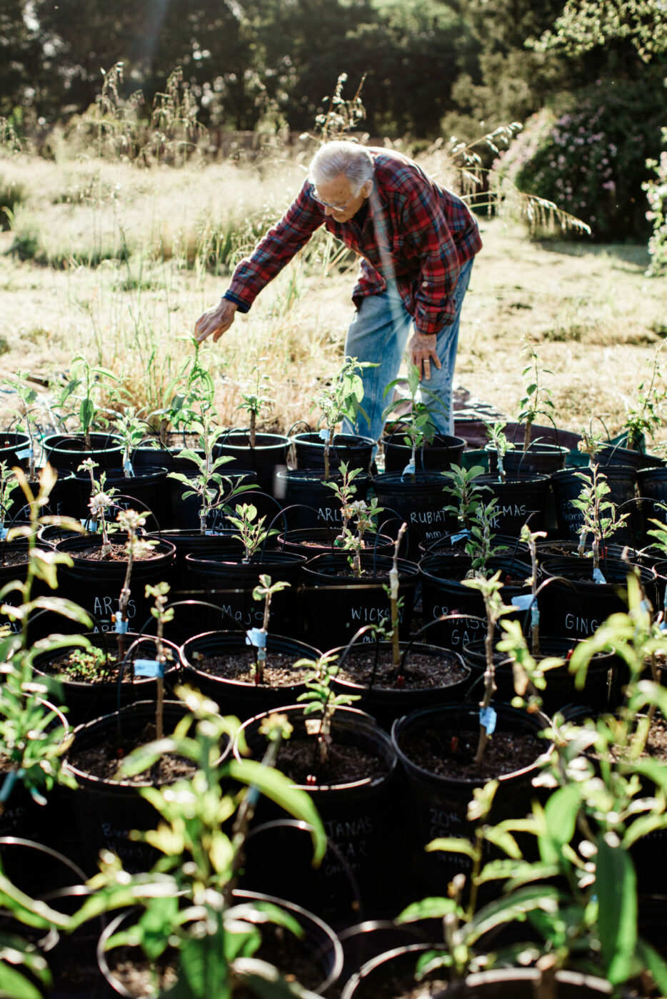 Recently grafted trees in one-gallon pots to be shared with fellow enthusiasts at a sale run by the Redwood Chapter of the California Rare Fruit Growers. (Eileen Roche / Sonoma Magazine)
