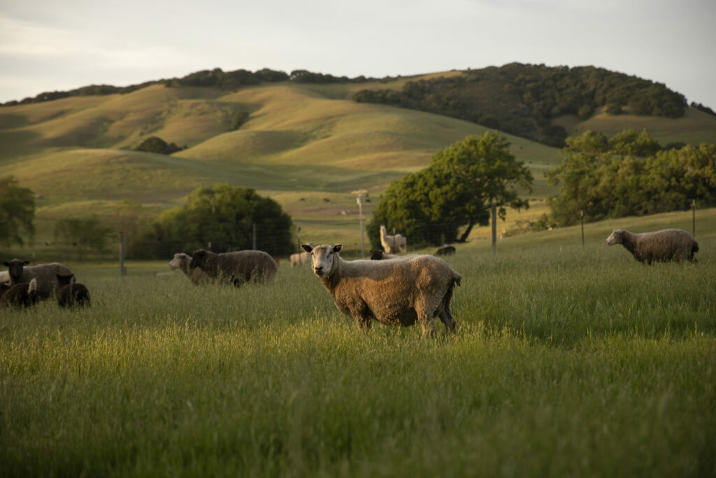 Spring's rolling green hills at Windrush Farm in Petaluma, where guests can experience farm life and explore fiber arts. (Paige Green / Courtesy Windrush Farm)