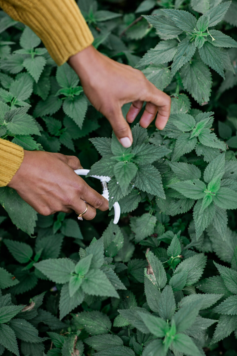Santa Rosa herbalist Jennifer Ilonzeh forages for herbs for her wellness teas