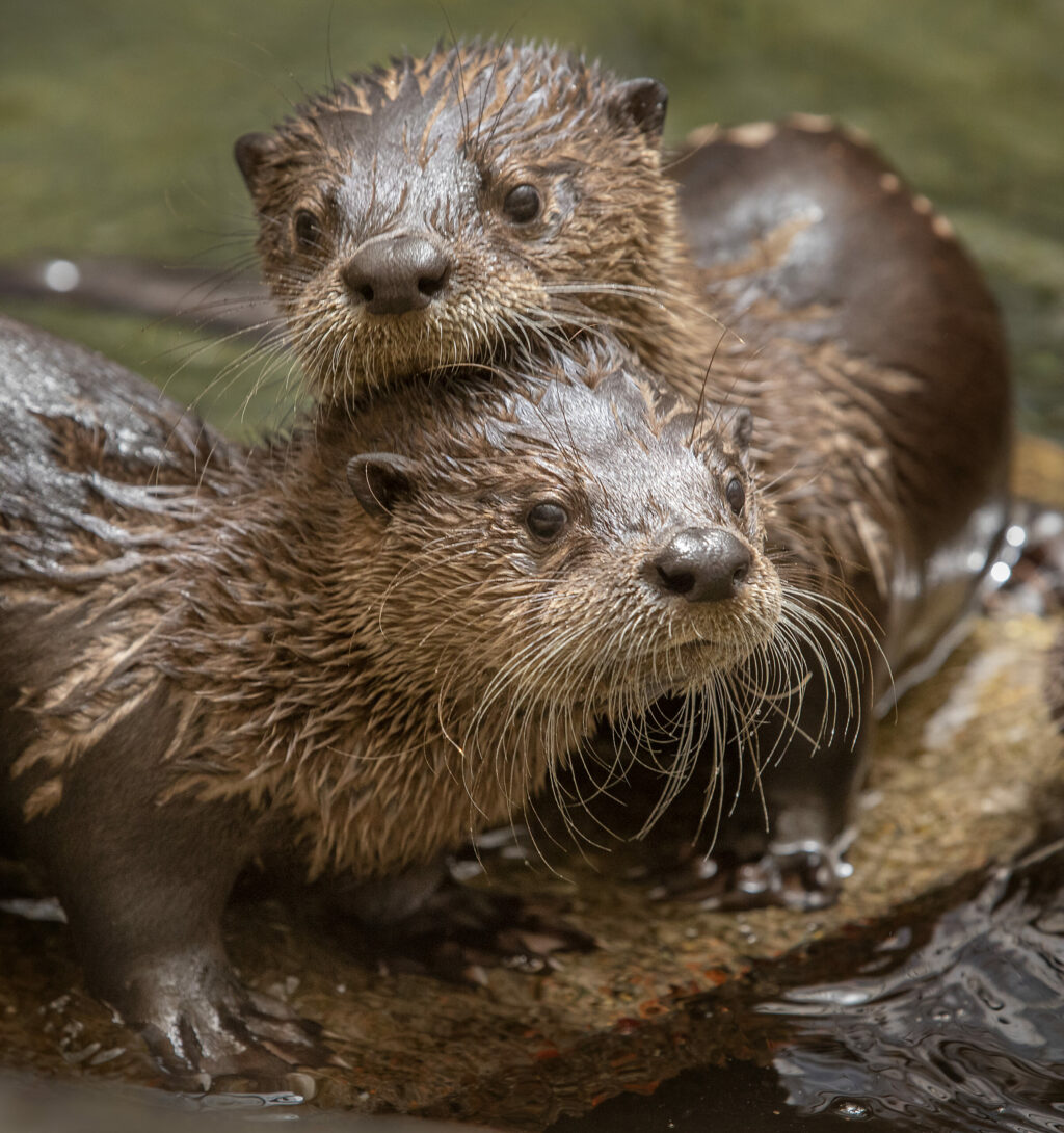 Baby river otters