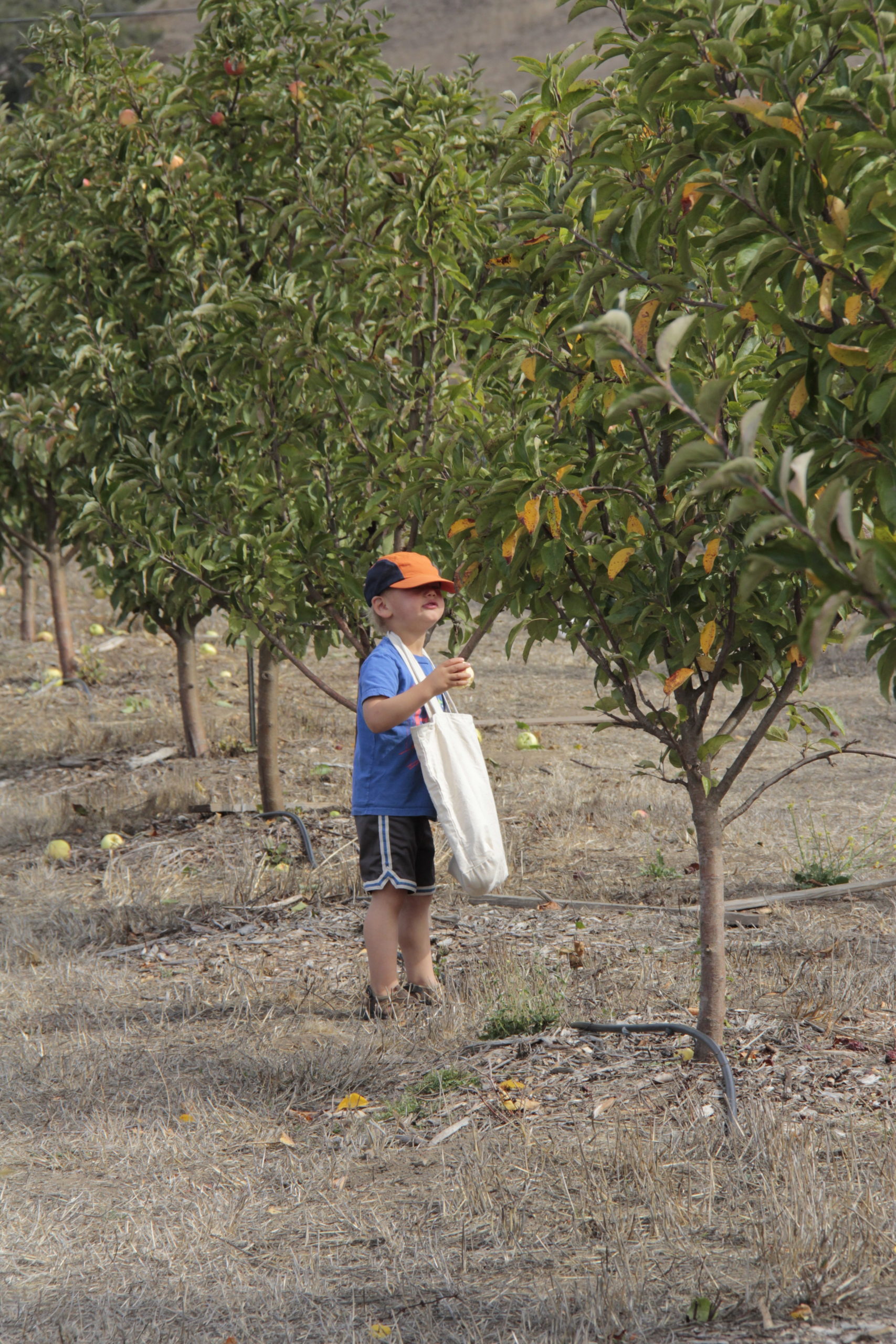 3 year old Rafi Brenman eating his way through the orchard at Chileno Valley Ranch. (The Press Democrat, file)