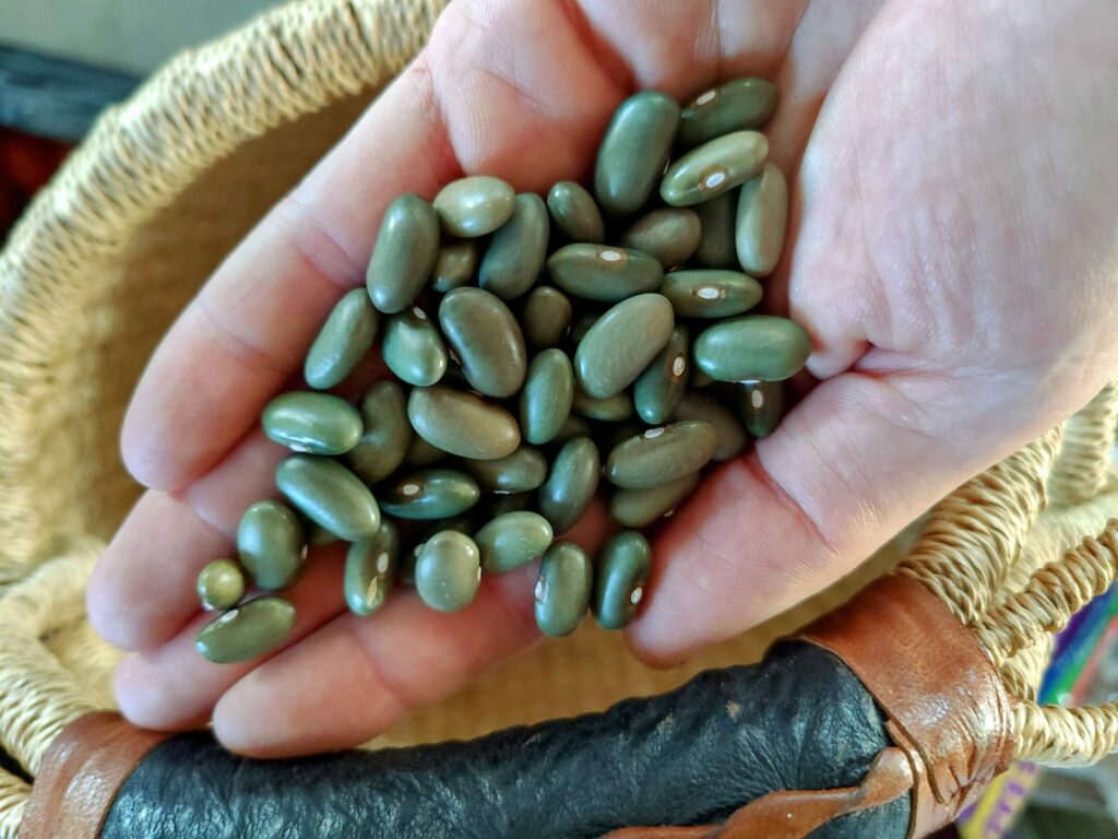 Green Mbombo beans from Africa at Four Oak Farm in Santa Rosa. (Four Oak Farm)