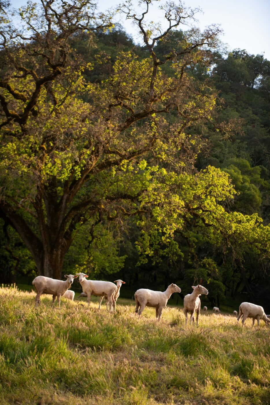 UC Hopland Research and Extension Center