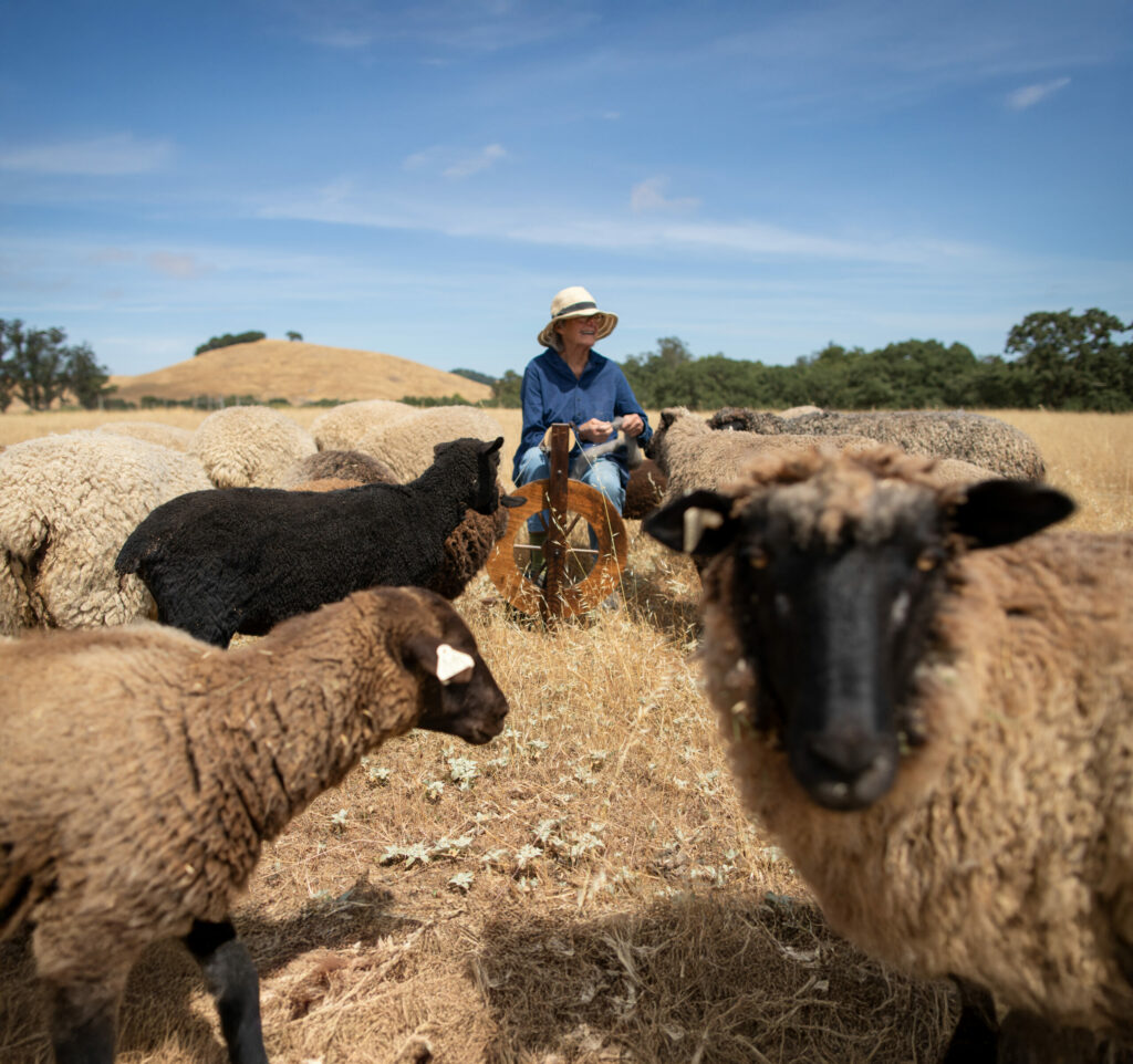 At Windrush Farm in Petaluma. (Paige Green / Courtesy Windrush Farm)