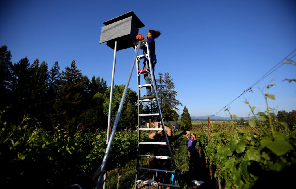Angel Van Lawick, granddaughter to famous primatologist Dr. Jane Goodall, places a baby orphaned barn owl with other babies in one of 16 owl boxes at Lynmar Estate near Sebastopol, May 1, 2014. The orphaned owl is placed with a wild mother that will adopt the new baby. Van Lawick is visiting and helping out the Sonoma County Wildlife Rescue from Tanzania. (Crista Jeremiason / The Press Democrat)