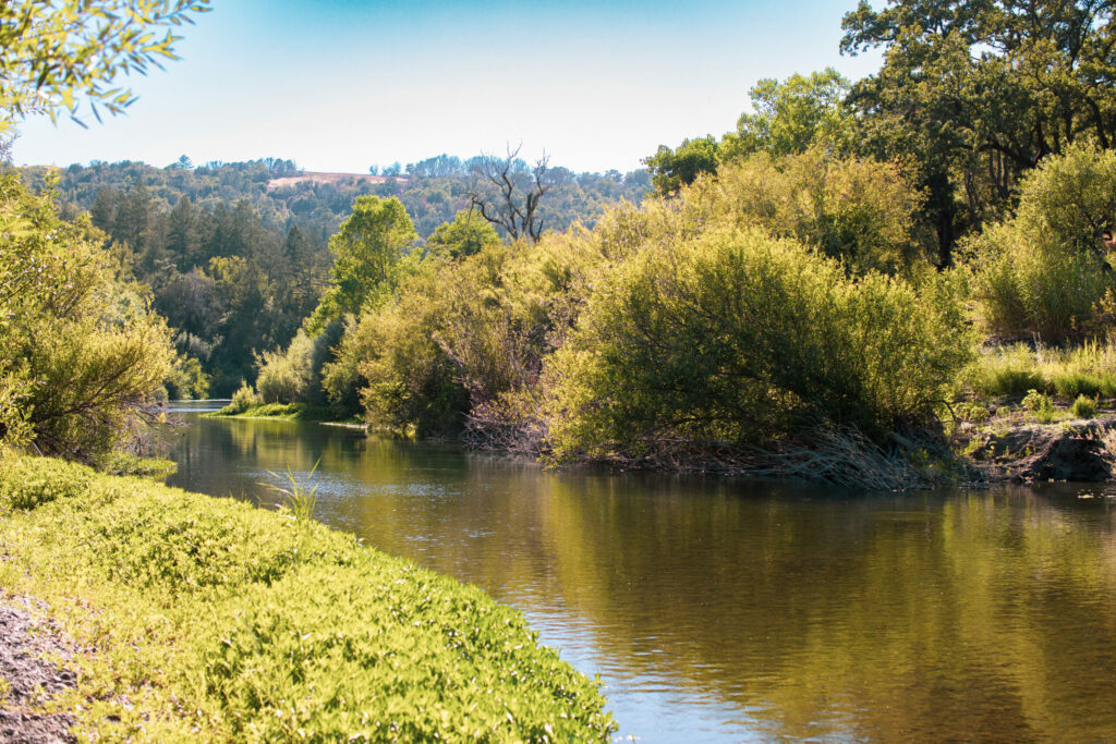 The scenery at Alice Warnecke Sutro and her family's Chalk Hill ranch in Sonoma, with over a mile of frontage along the Russian River. (Liza Gershman/Sonoma Magazine)