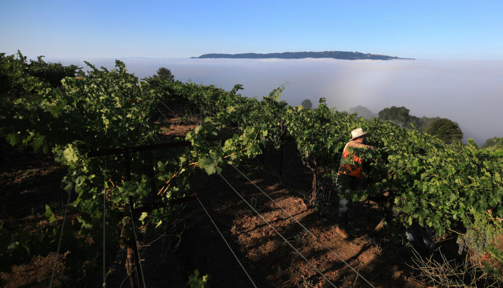 Leaves at Montecillo Vineyards are pulled to create airflow and sun exposure above the Valley of the Moon, Thursday, July 30, 2020. The head trained Cabernet and other variatels were planted in the 1960s. To the west, Sonoma Mountain peaks above the typical summer marine layer. (Kent Porter / The Press Democrat) 