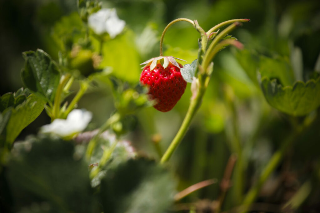 The Sonoma County Youth Ecology Corps held a "Visit a Crew" event at Petaluma Bounty Farm where they showed off the variety of produce they helped to grow. This summer, the SCYEC is providing summer work and learning opportunities for approximately 40 youth and young adults. Five summer youth crews are deployed across the county and are working on conservation and ecology-related projects with a range of community partners. (CRISSY PASCUAL/ARGUS-COURIER STAFF)