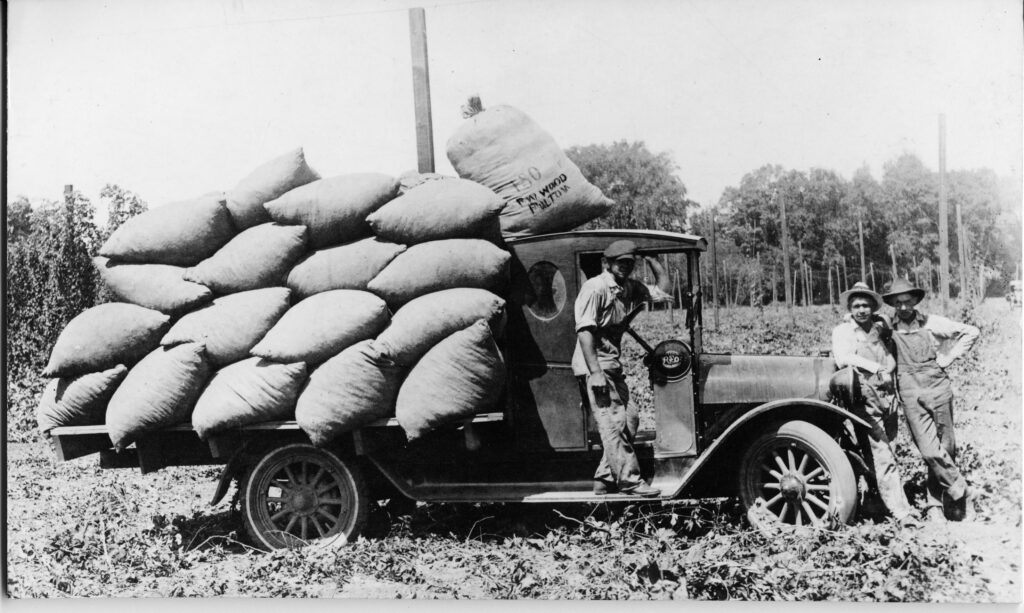 Sack of hops piled high on a farm in Fulton, circa 1990s. (Museum of Sonoma County)