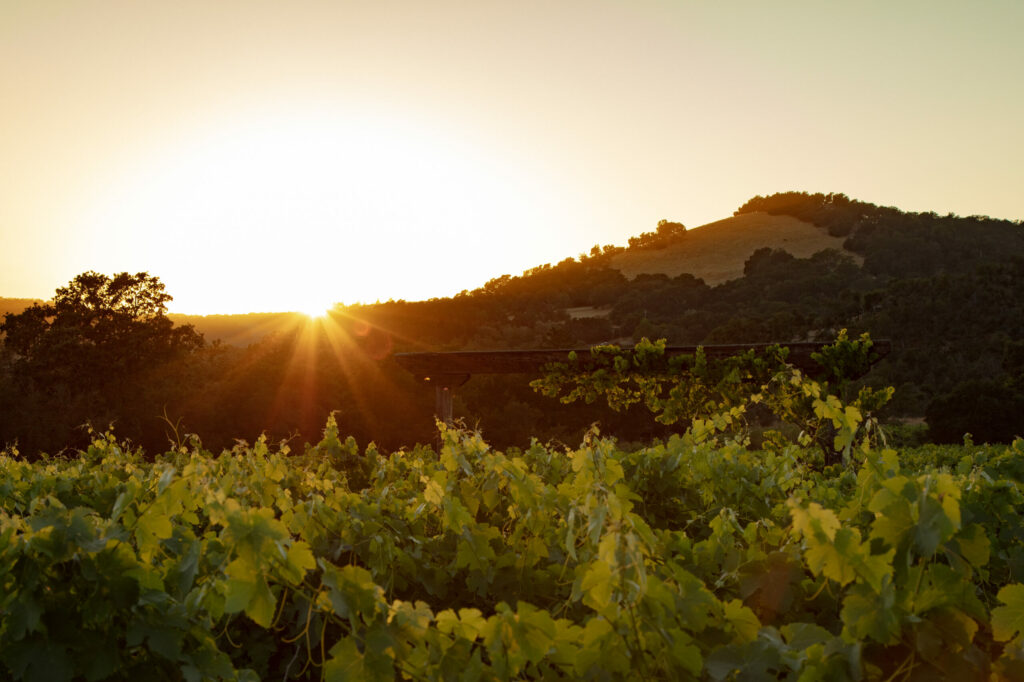 Bartholomew Estate in Sonoma