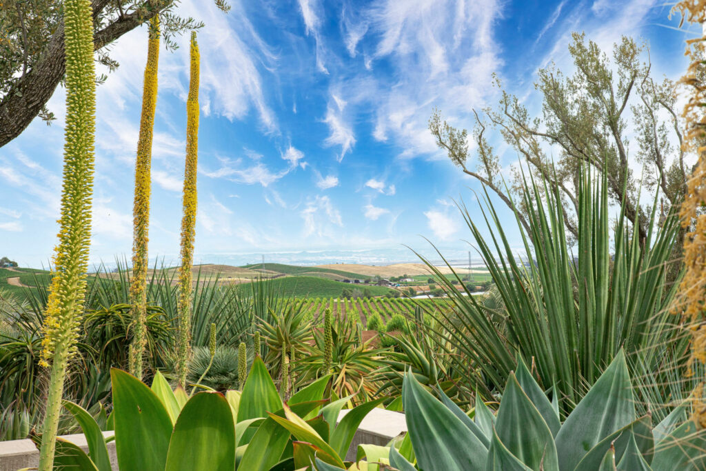 Hudson Ranch and Vineyards looks like Arizona but tastes like Napa. (Michael Cuffe)