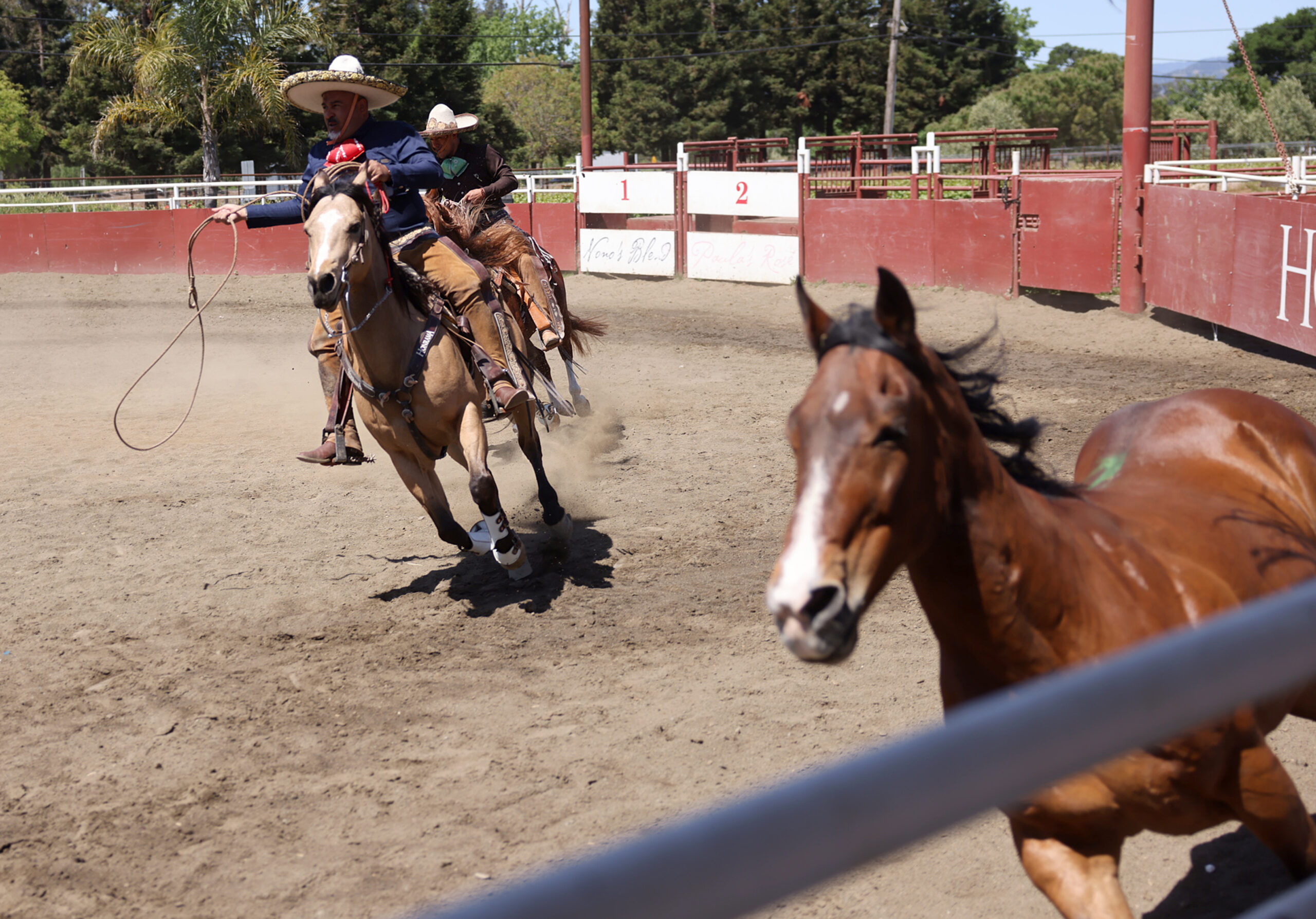 Juan Puentes, of Honrama Cellars in Sonoma, performs charrería