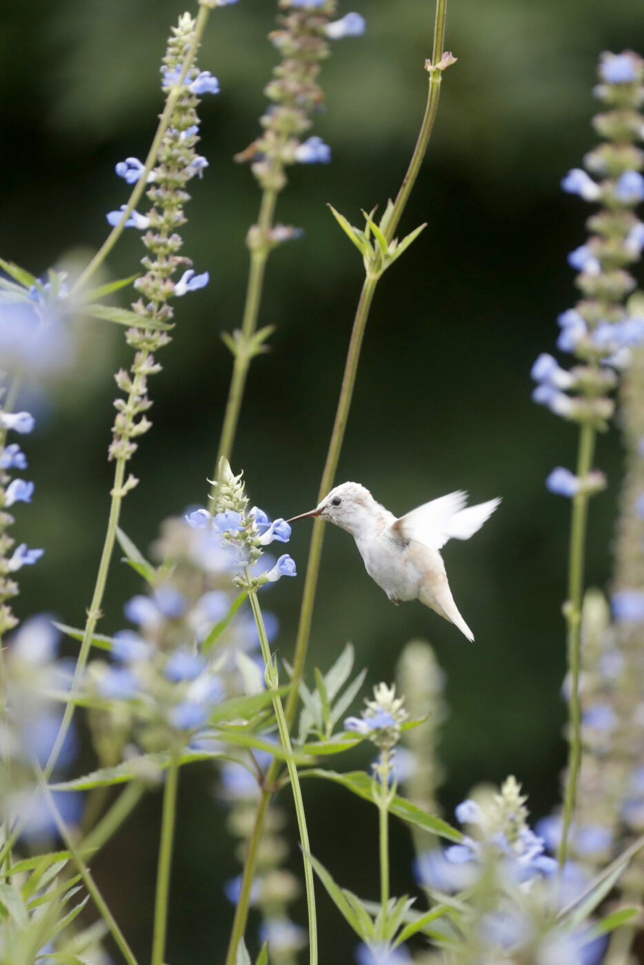 A rare leucistic hummingbird