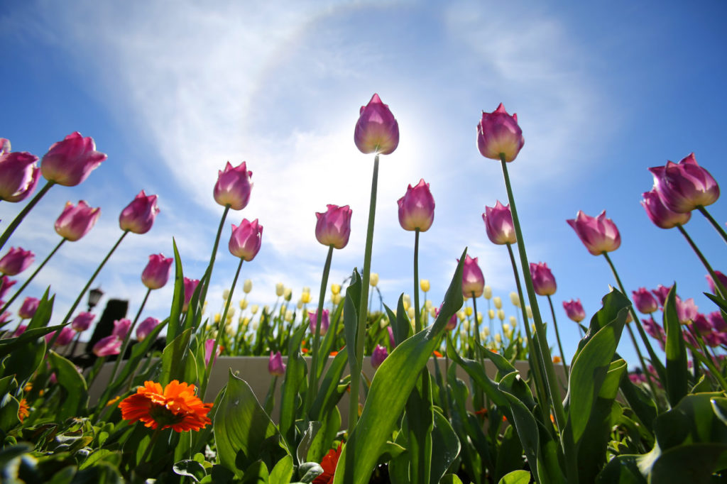 Ferrari-Carano tulip garden