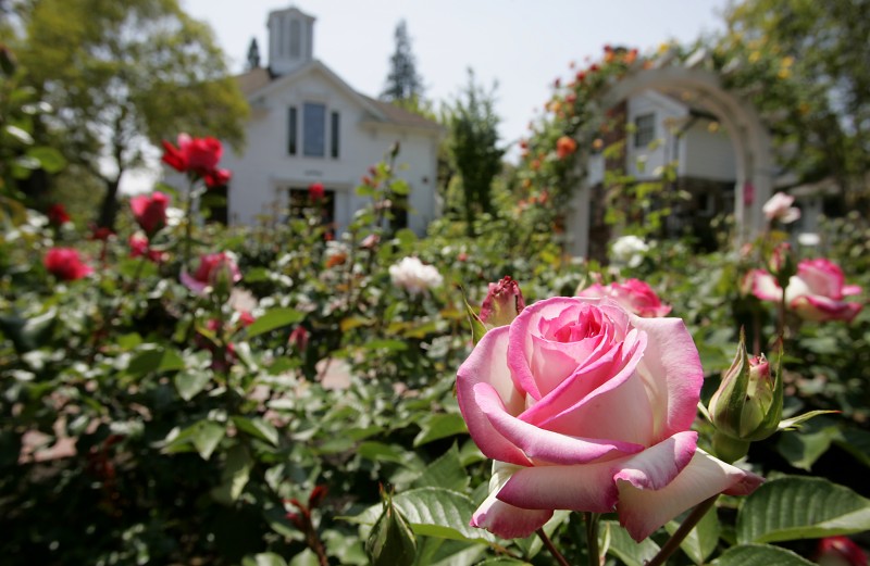  A "Lynn Anderson" rose at the Luther Burbank Home and Gardens. PC: The rose garden at Luther Burbank Home and Gardens in Santa Rosa. (Press Democrat/ Christopher Chung) 