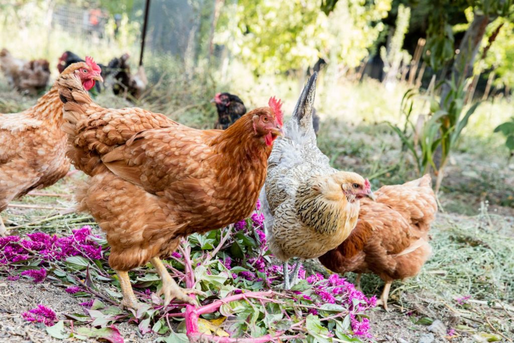 Chickens roaming around Quivira Vineyards in Healdsburg. (Courtesy of Quivira Vineyards)