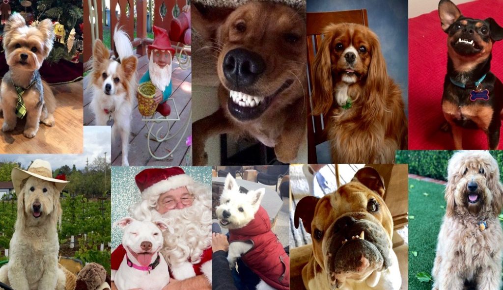 10 Cutest Dogs in Sonoma County