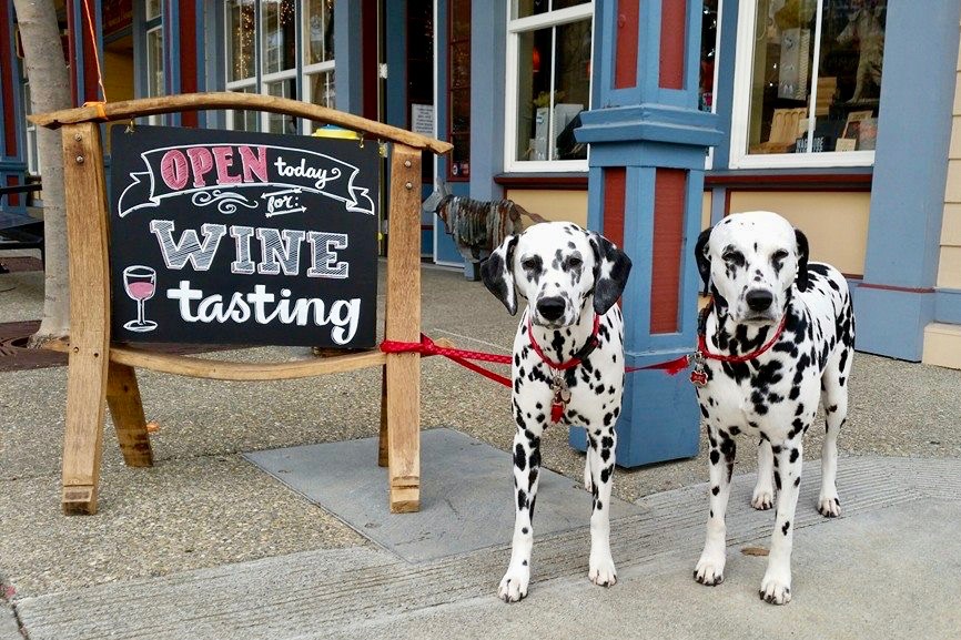 30 Favorite Dog-Friendly Wineries in Sonoma County