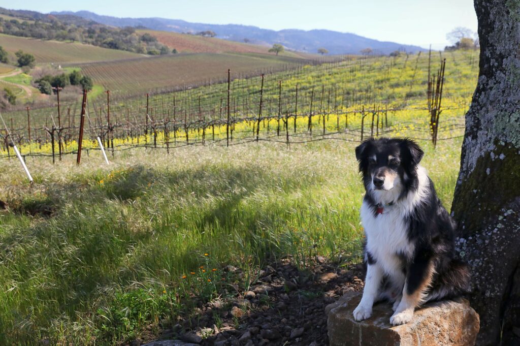 Dog-Friendly winery in Sonoma County