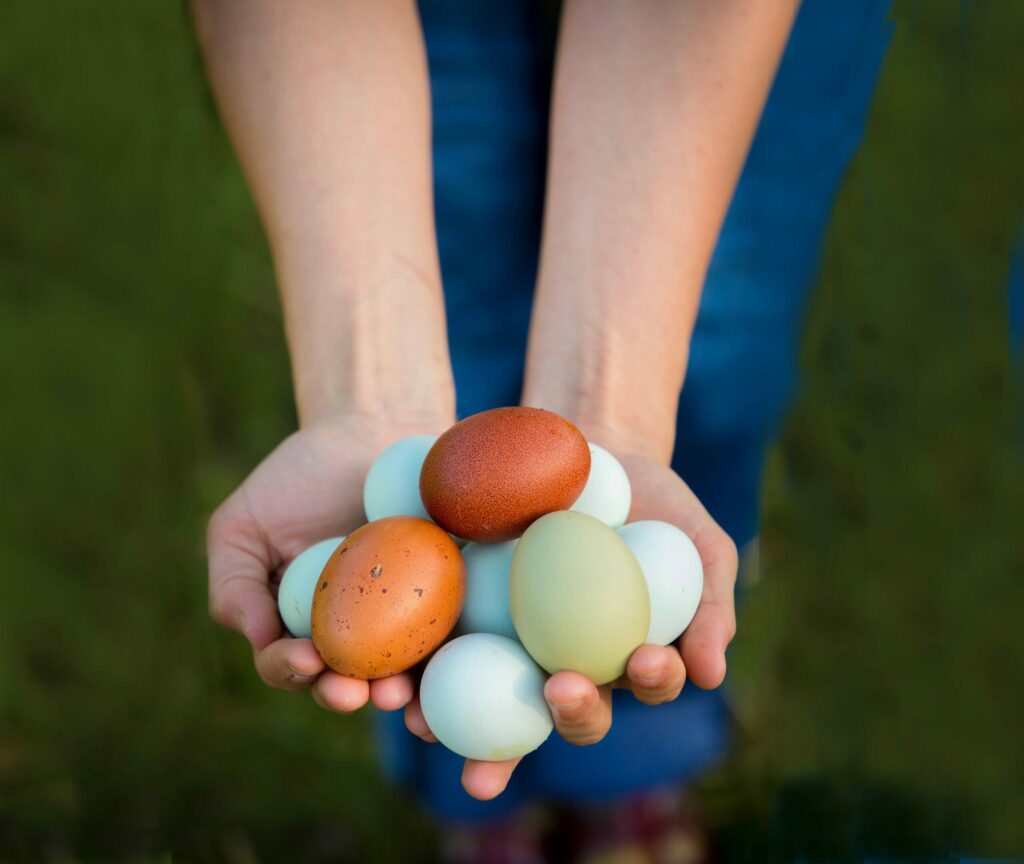 Franchesca Duval along with her husband Ryan, and daughter Trinity, 3, tend to the chickens on their family farm near Sebastopol Sunday, March 20, 2016. Alchemist Farm and Garden specializes in laying hens that produce a variety of colored eggs. (The Press Democrat, file)