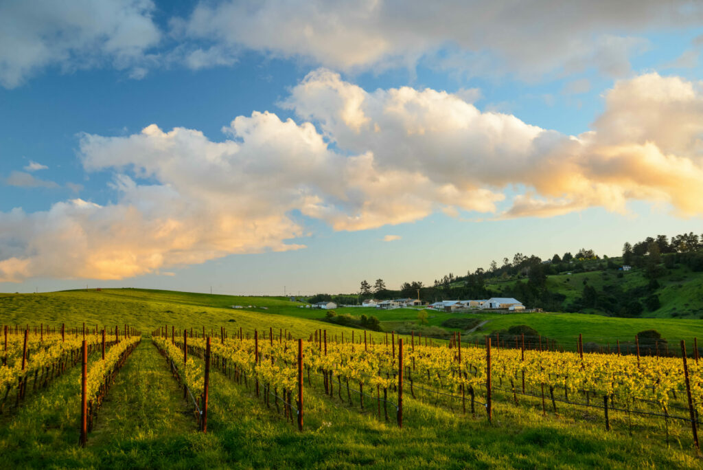 At English Hill Vineyard by the Sonoma Coast. (Jerry Dodrill / Bohème Wines)