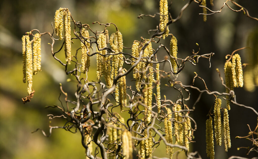 Coylus Avellana "Contorta," also known as Harry Lauder's Walking Stick, at Western Hills Garden in Occidental on Tuesday, March 1, 2022. (John Burgess/The Press Democrat)