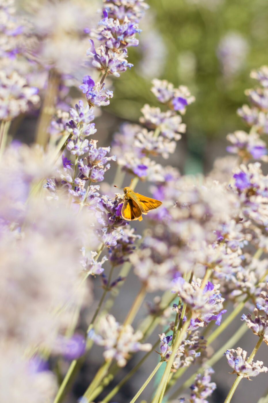 Lavender at Bees N Blooms in Santa Rosa. (Sierra Downey/Sonoma County Tourism)