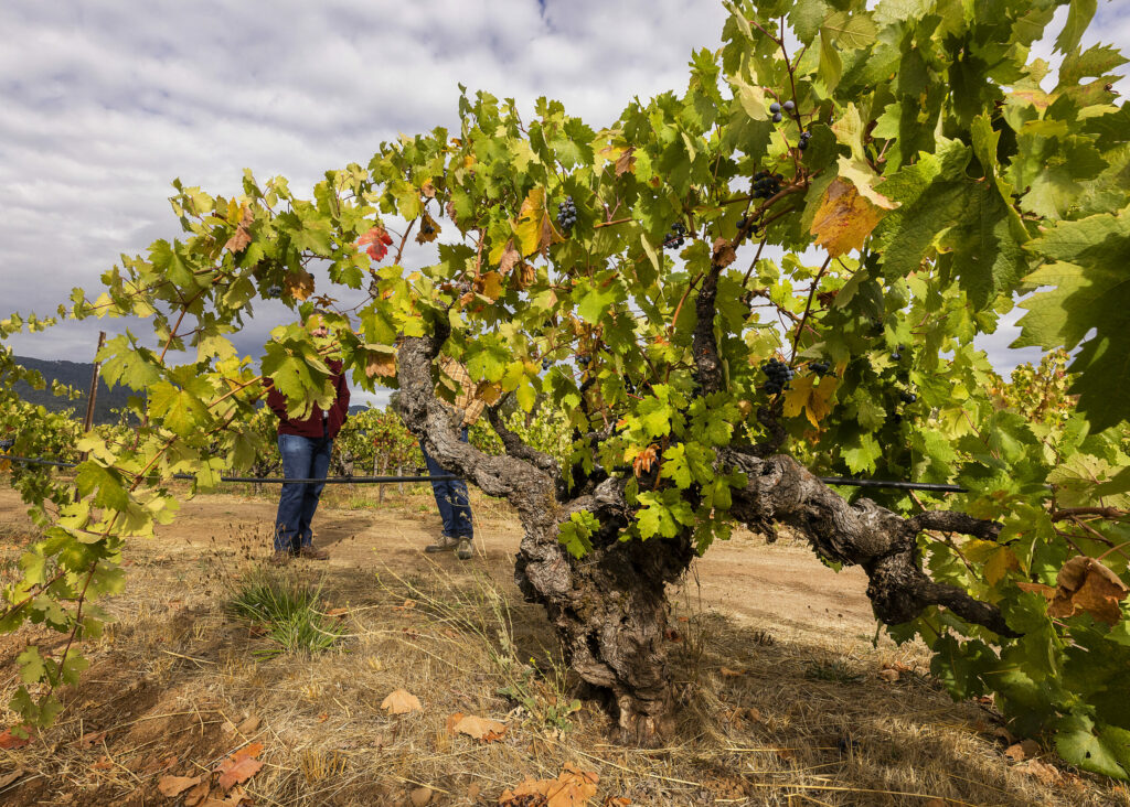 Vines planted in 1888 in the 152 acre Bedrock field blend Vineyard in the Sonoma Valley: Zinfandel. (John Burgess/The Press Democrat)
