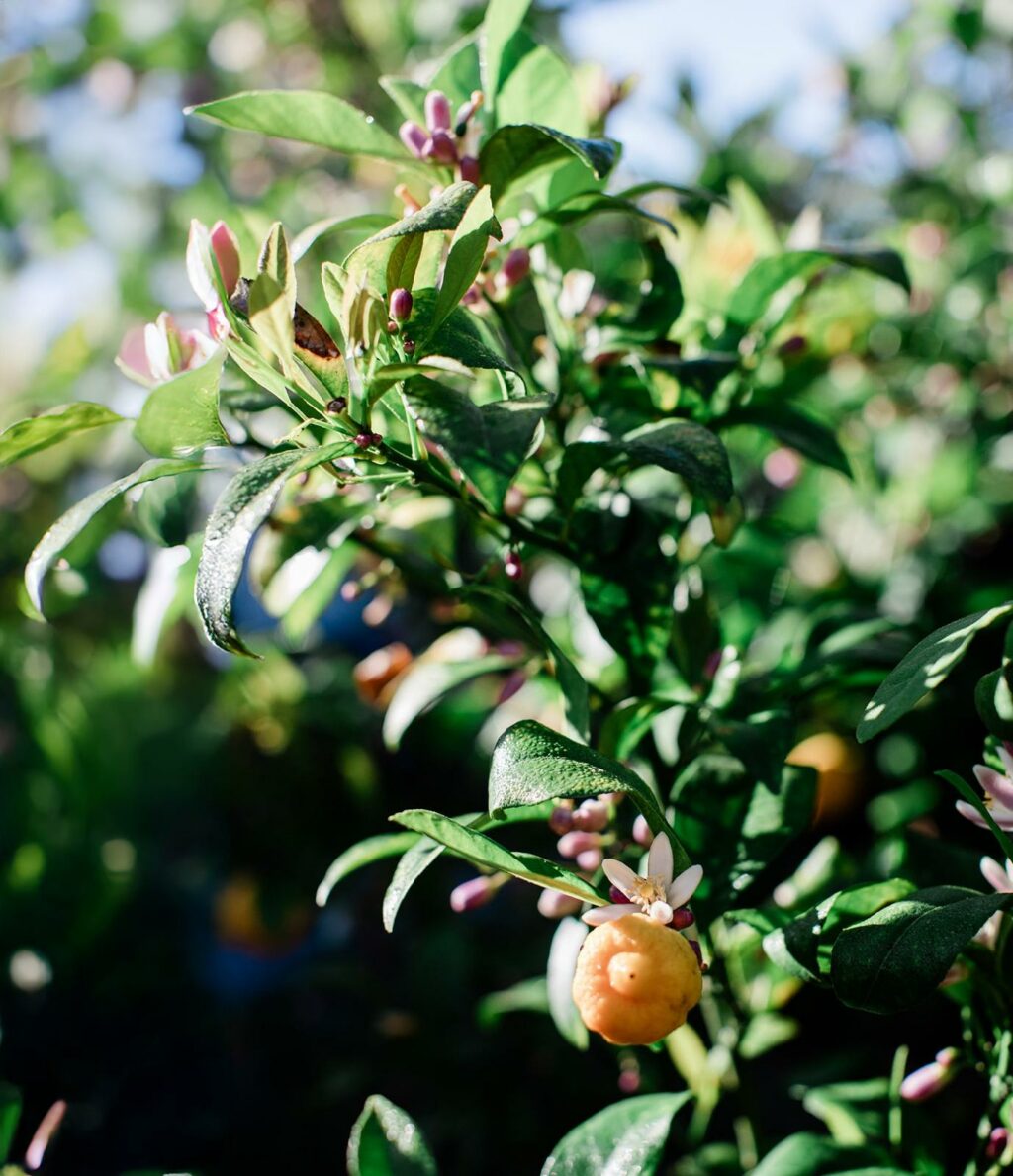 rare fruit at Sonoma County farm