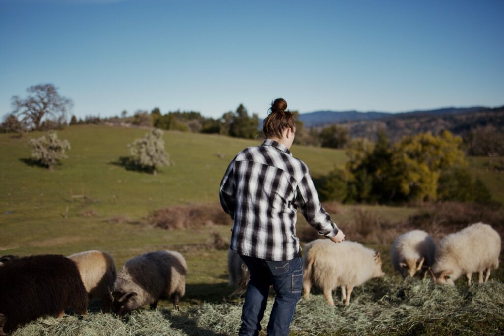 Rancher Charity Epperson and her rare Icelandic sheep at Wild Things Ranch in Cazadero. (Charity Epperson/Courtesy Wild Things Ranch)