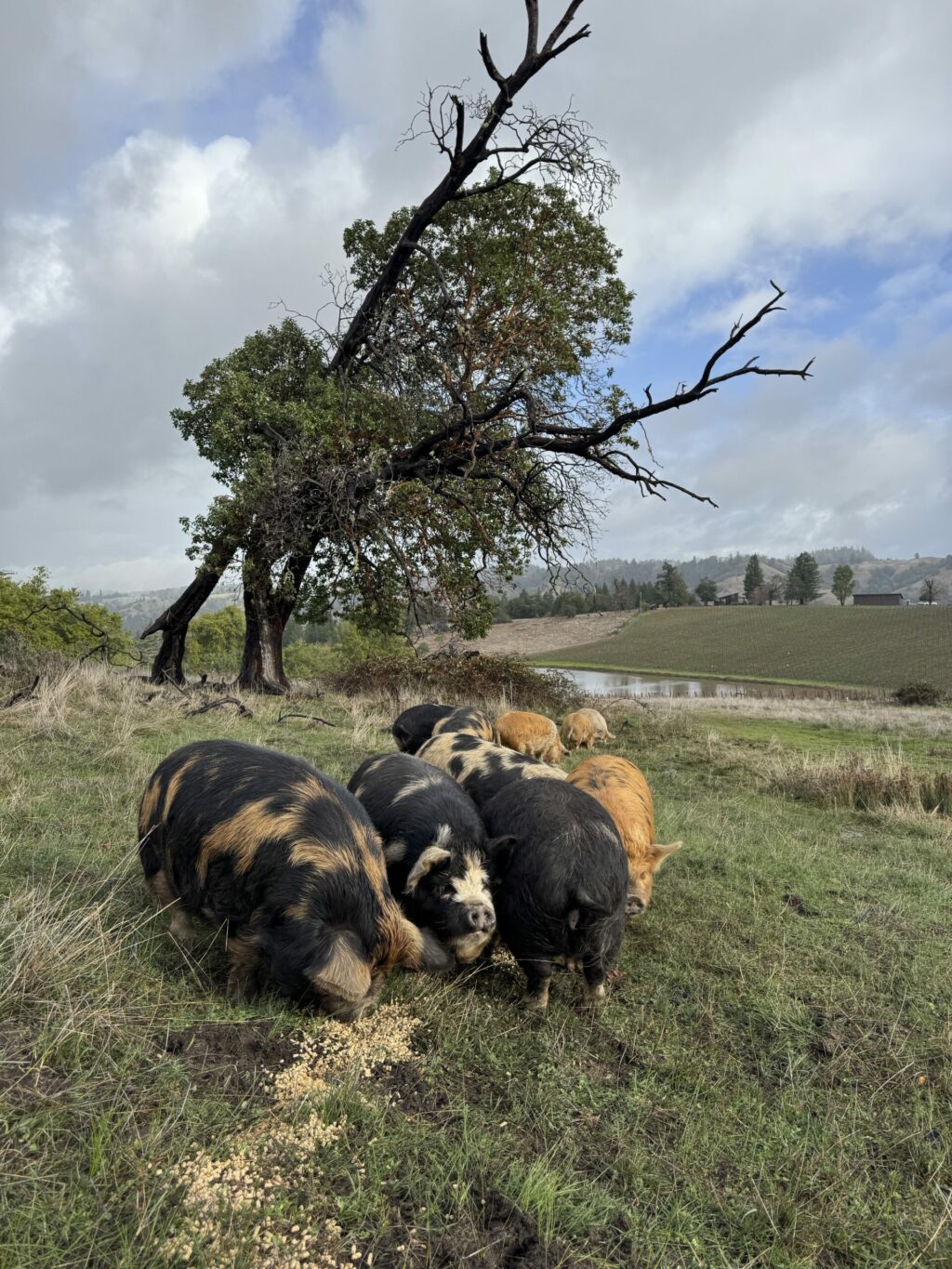New Zealand Kunekune pigs at Wild Things Ranch in Cazadero. (Charity Epperson/Courtesy Wild Things Ranch)
