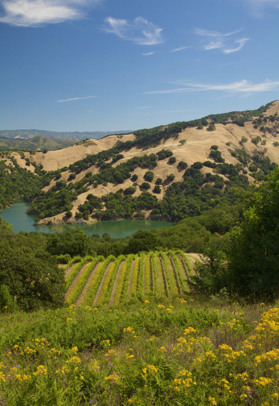Florence Vineyard near Lake Sonoma