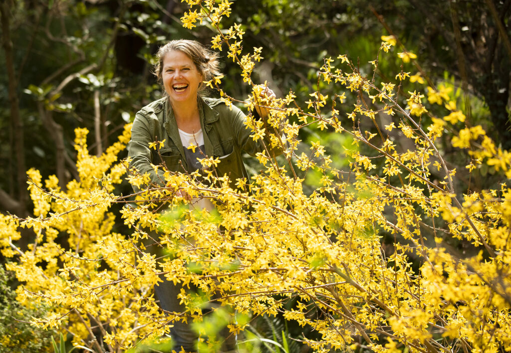 Hadley Dynak, the new owner of the Western Hills Garden in Occidental, poses among the blooming forsythia. She is the new owner of the historic nursery in Occidental. (John Burgess / The Press Democrat)