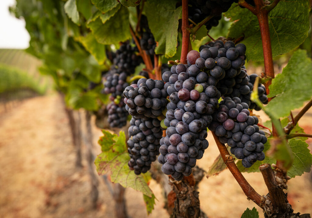 Pinot Noir vines just a few days from picking at Gap's Crown Vineyard Thursday, September 7, 2023, in the hills east of Penngrove. The grapes from the 400 acre vineyard are coveted by Kosta Browne, Three Sticks, Gary Farrell, Marine Layer and other highly regarded Sonoma County wineries. (John Burgess/The Press Democrat)