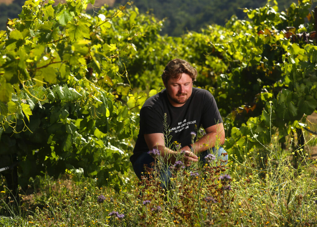 Winemaker Morgan Twain-Peterson in his Bedrock Vineyard in the Valley of the Moon were he uses ground cover to attract beneficial insects for his old growth vines. Peterson also produces Shebang and Under the Wire wines. (John Burgess/The Press Democrat)