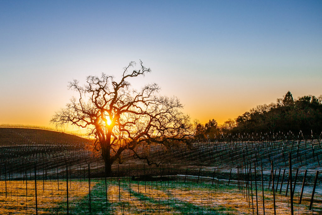 J. Rochioli Vineyards & Winery in Healdsburg, Sonoma County