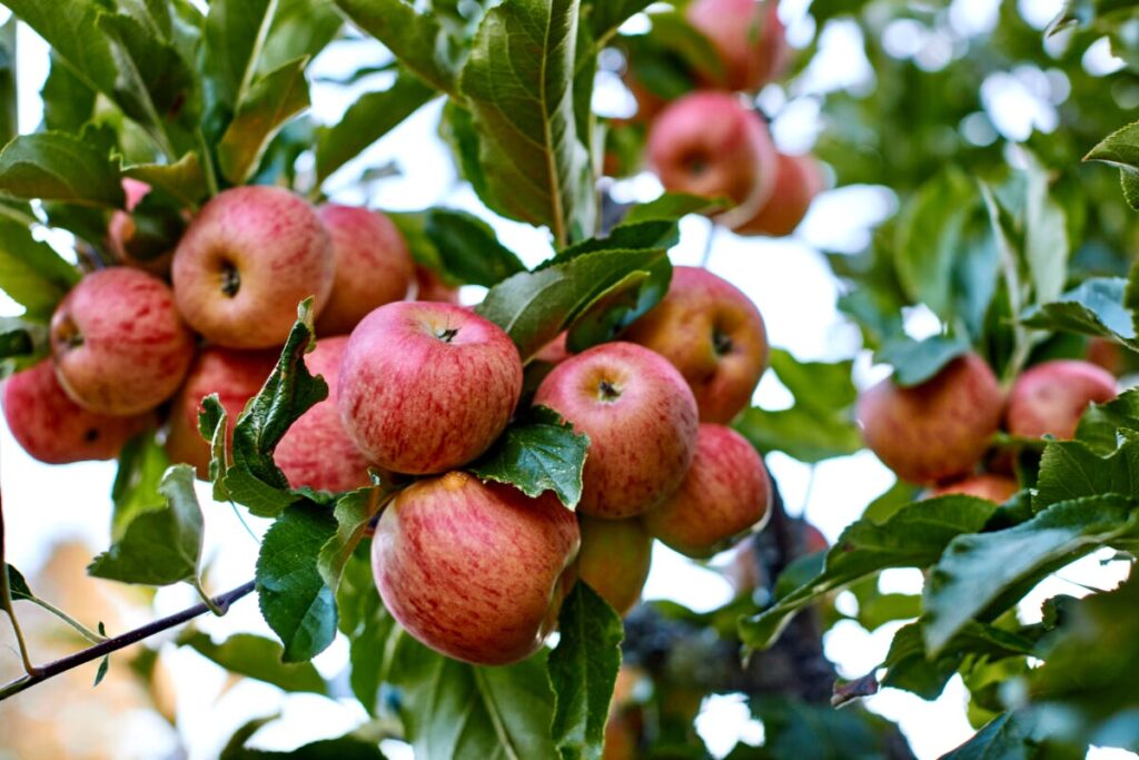 5 Favorite U-Pick Farms in Sonoma County