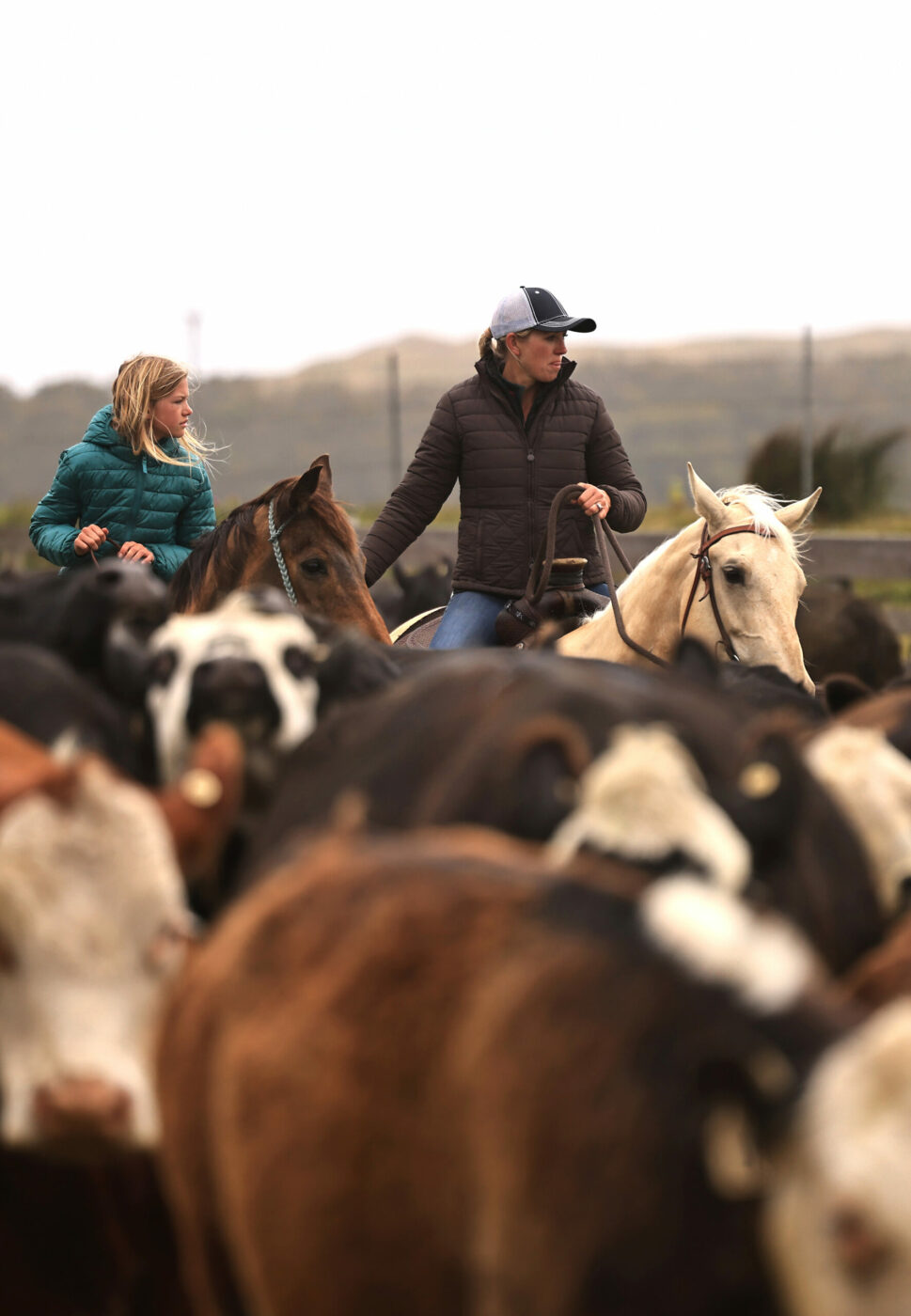 roundup of cattle on the Point Reyes ranch