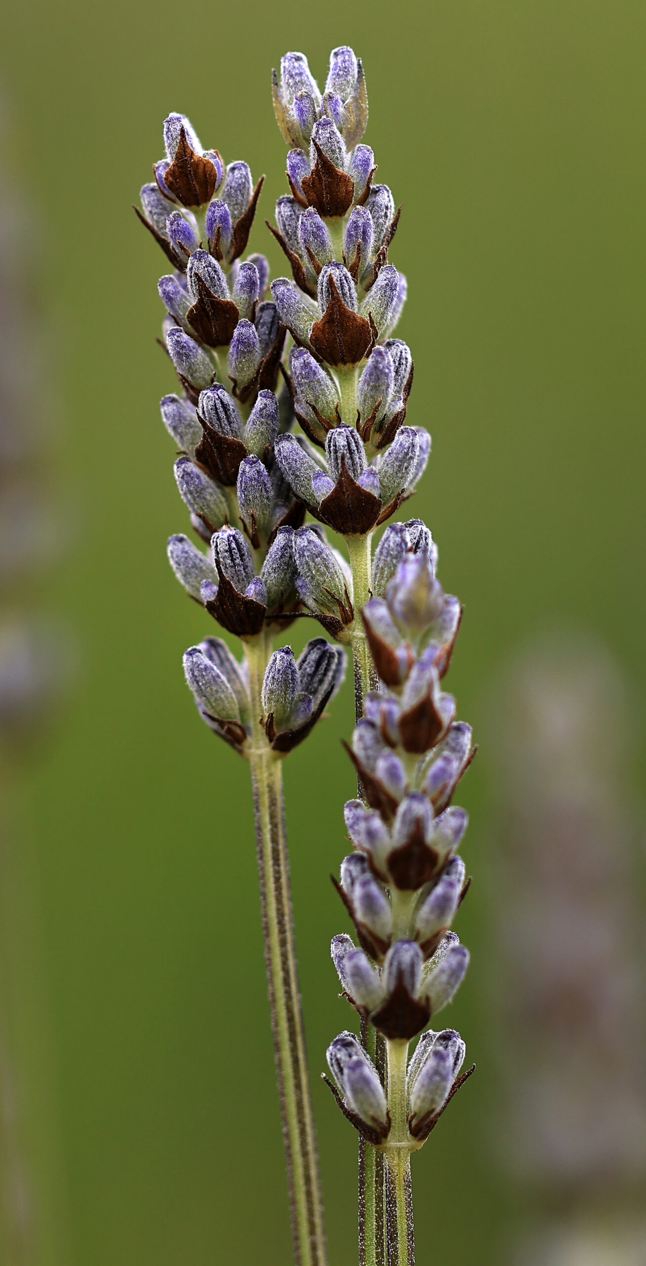 Monte-Bellaria di California