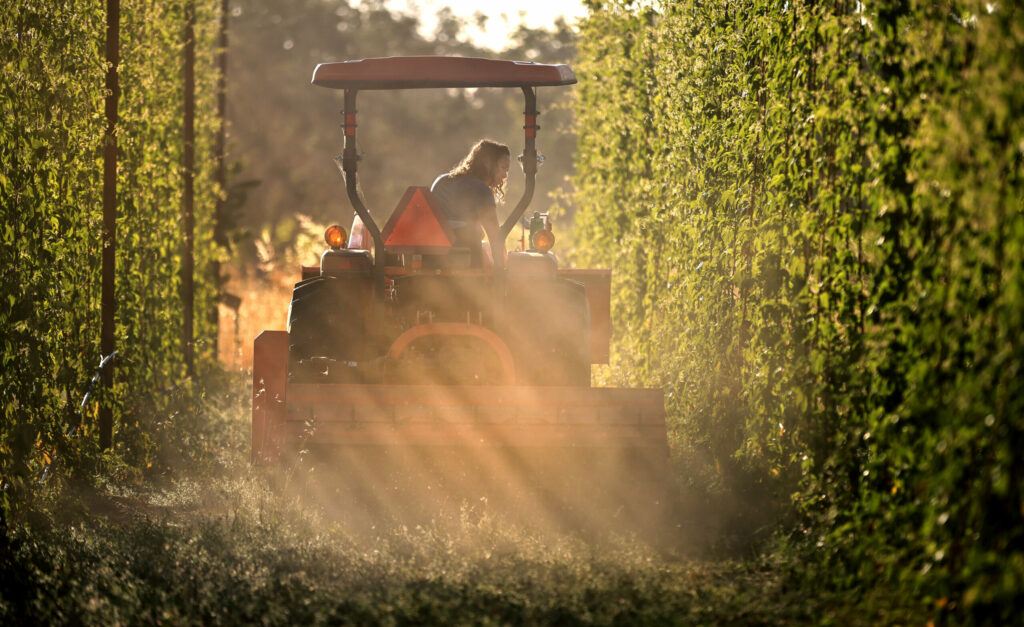Erin Shea mows weeds between hop rows at Blossom and Bine in Santa Rosa. (Kent Porter / The Press Democrat) 2021