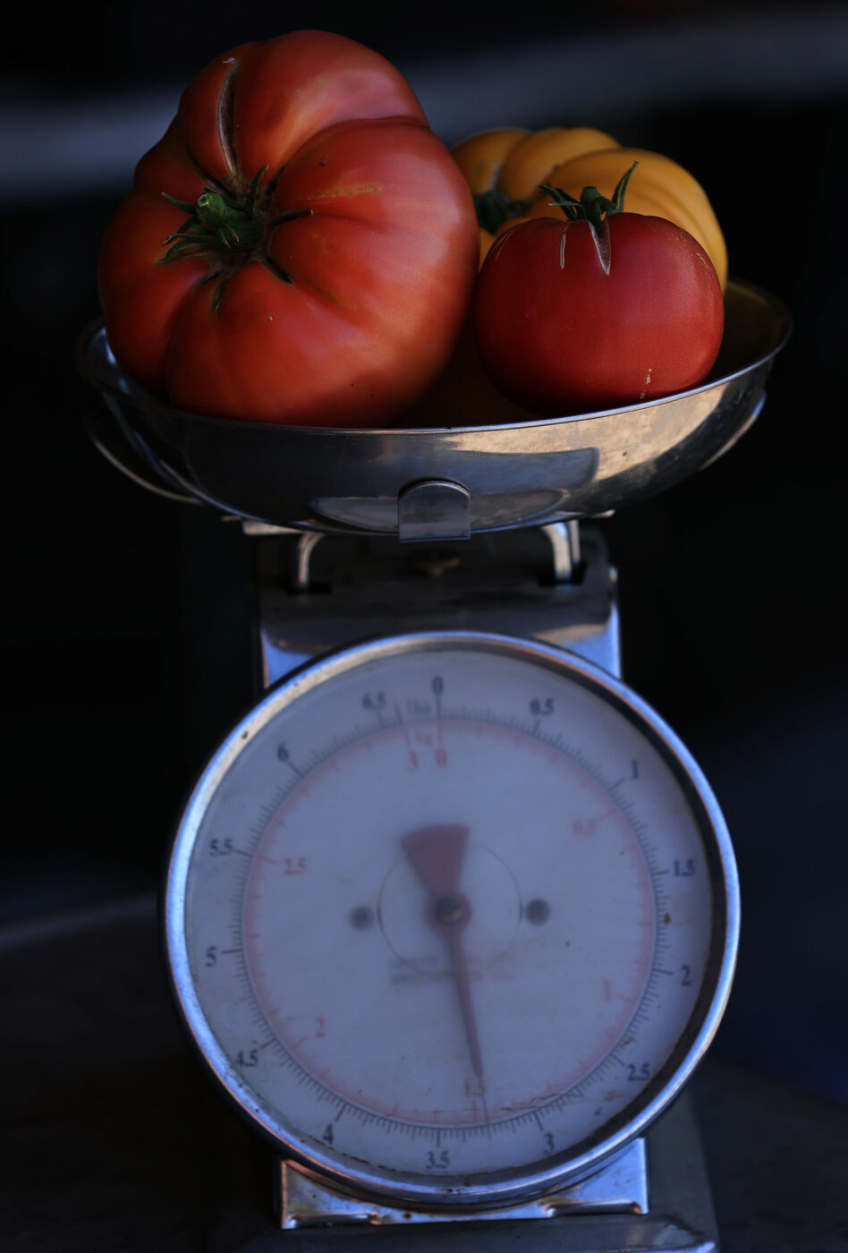 Brandywine and Pineapple tomatoes at Forni Farm and Nursery in Santa Rosa, Wednesday, Aug. 16, 2023. (Kent Porter / The Press Democrat)