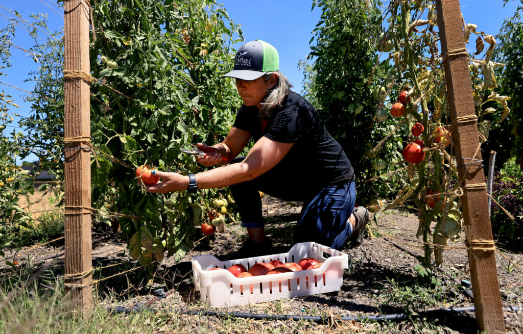 Miranda Forni harvests Brandywine tomatoes at Forni Farm and Nursery in Santa Rosa, Wednesday, Aug. 16, 2023. (Kent Porter / The Press Democrat)