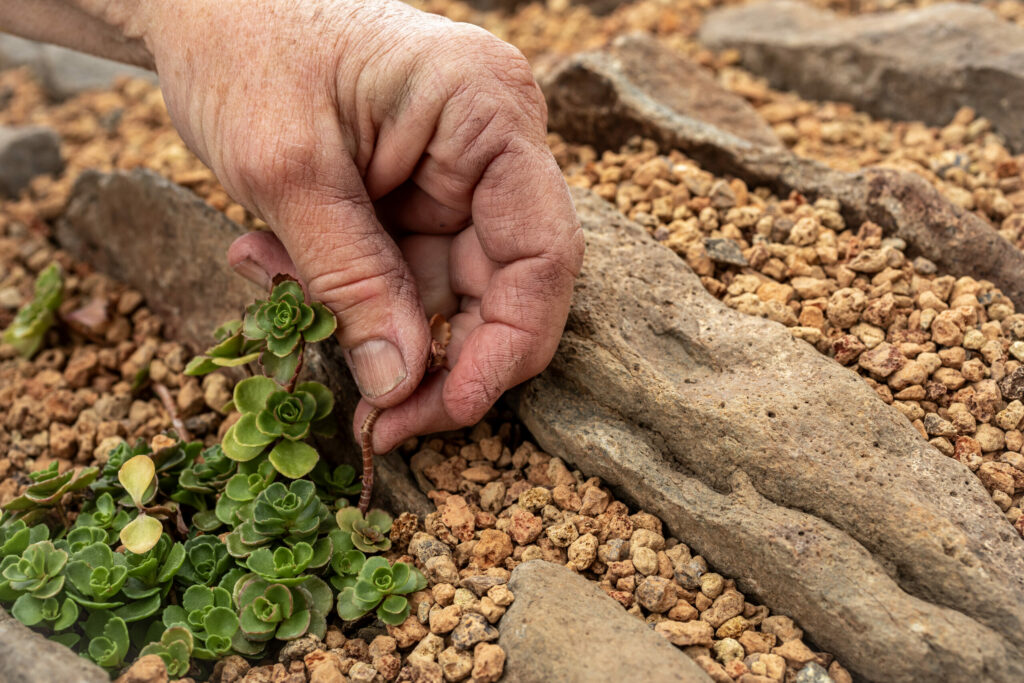 Perri Haughwout and Carmen Castaldi’s Labyrinth Garden off Piner Road in Santa Rosa, Sept. 18, 2024. (Chad Surmick / The Press Democrat)