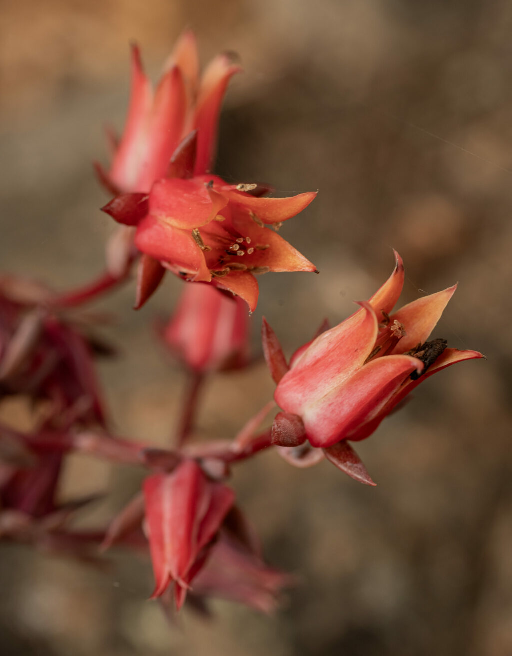 Tiny sedums and flowering succulents are slowly filling in between the stones at Perri Haughwout and Carmen Castaldi’s Labyrinth Garden off Piner Road in Santa Rosa, Sept. 18, 2024. (Chad Surmick / The Press Democrat)