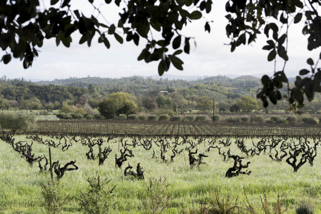 The 170-acre estate now includes 65 acres of grapes and an equal amount of other crops — all certified organic. This year, Preston celebrates his 50th harvest. (Maggie Preston)